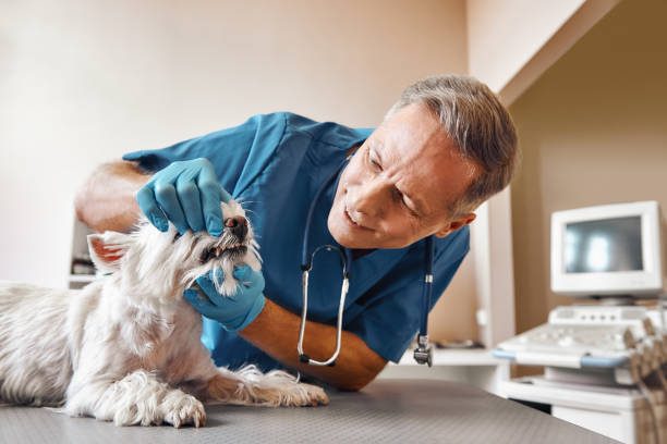 Best Emergency X-Rays and Diagnostics in Cumberland Hill, RI